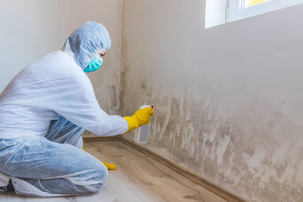 Licensed Mold Cleanup service in Rockville, MD - WQB Mold Removal