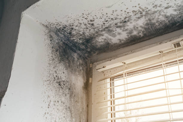 Affordable Mold Cleanup solutions in Rockville, MD